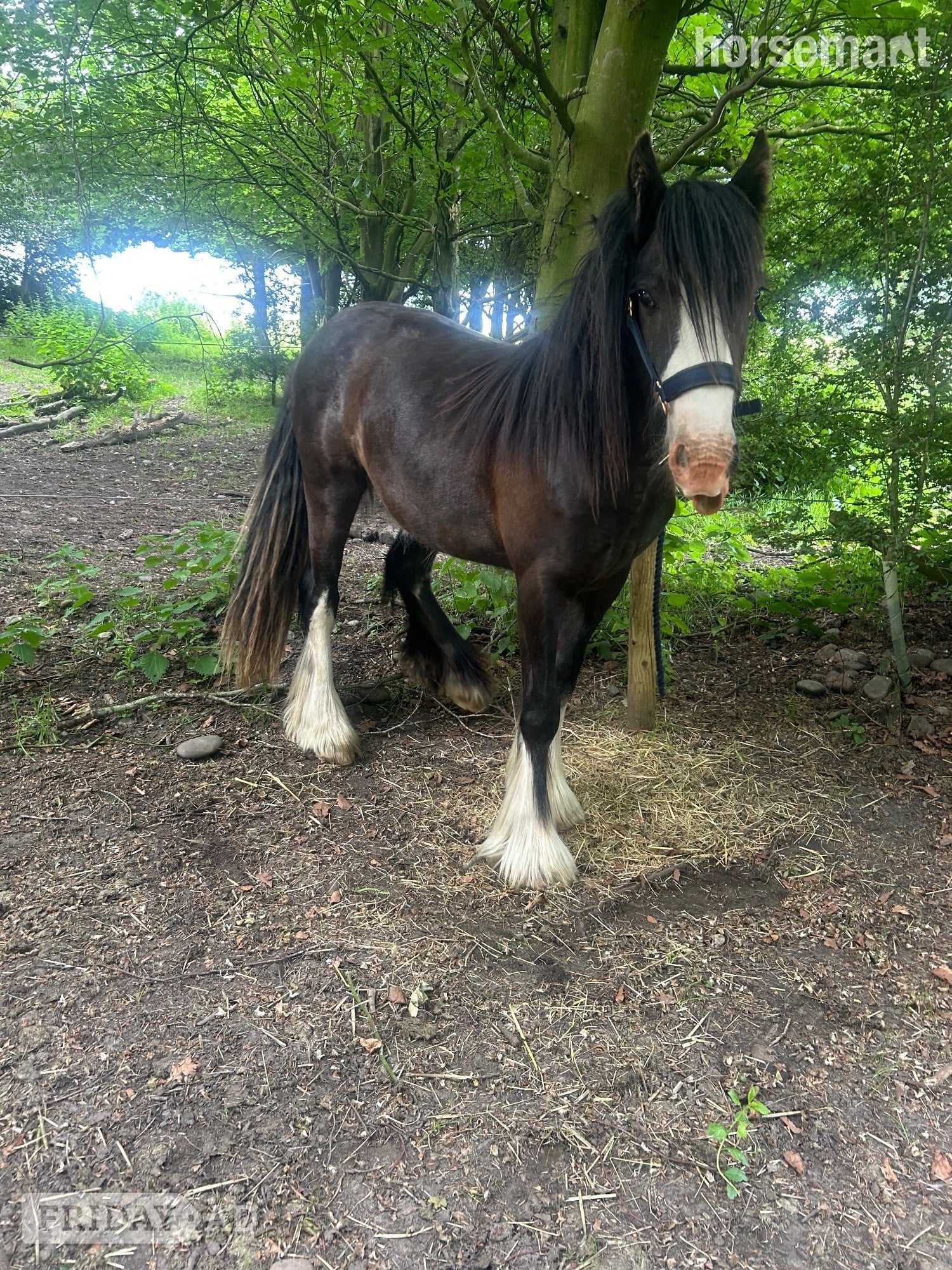 "Echo" Bay Gelding Youngstock / Foal in Cannock