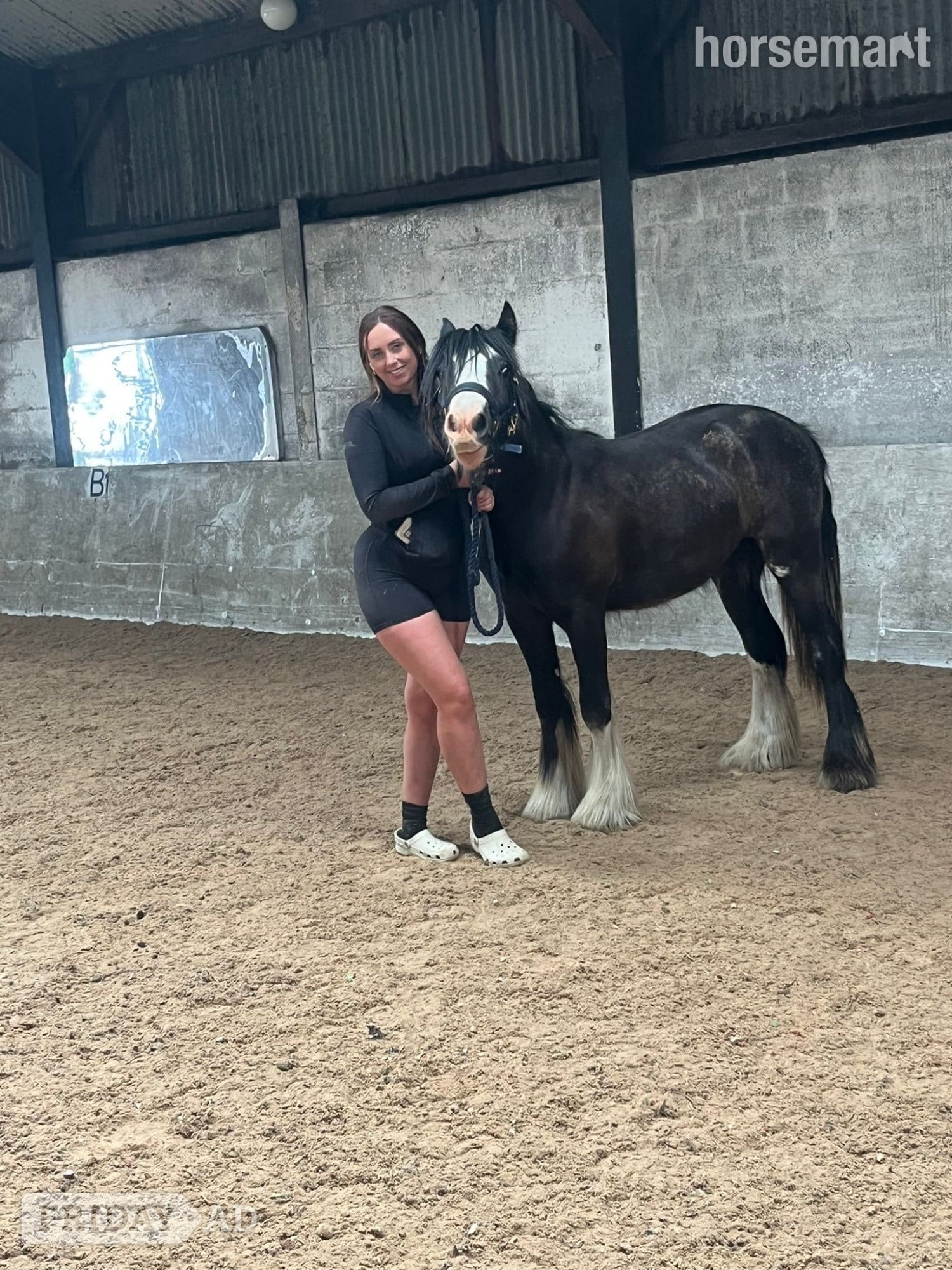 "Echo" Bay Gelding Youngstock / Foal