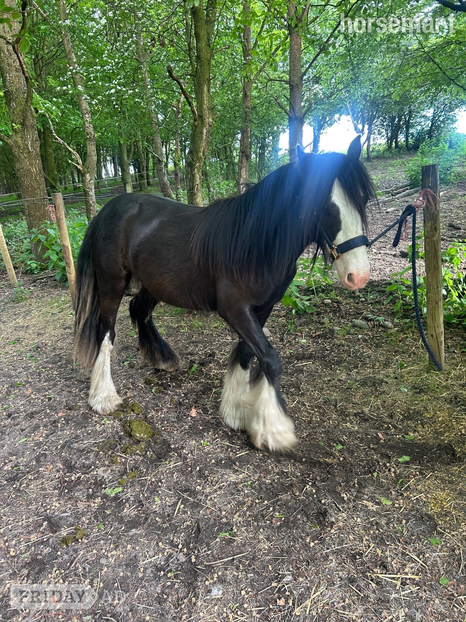 Cannock "Echo" Bay Gelding Youngstock / Foal