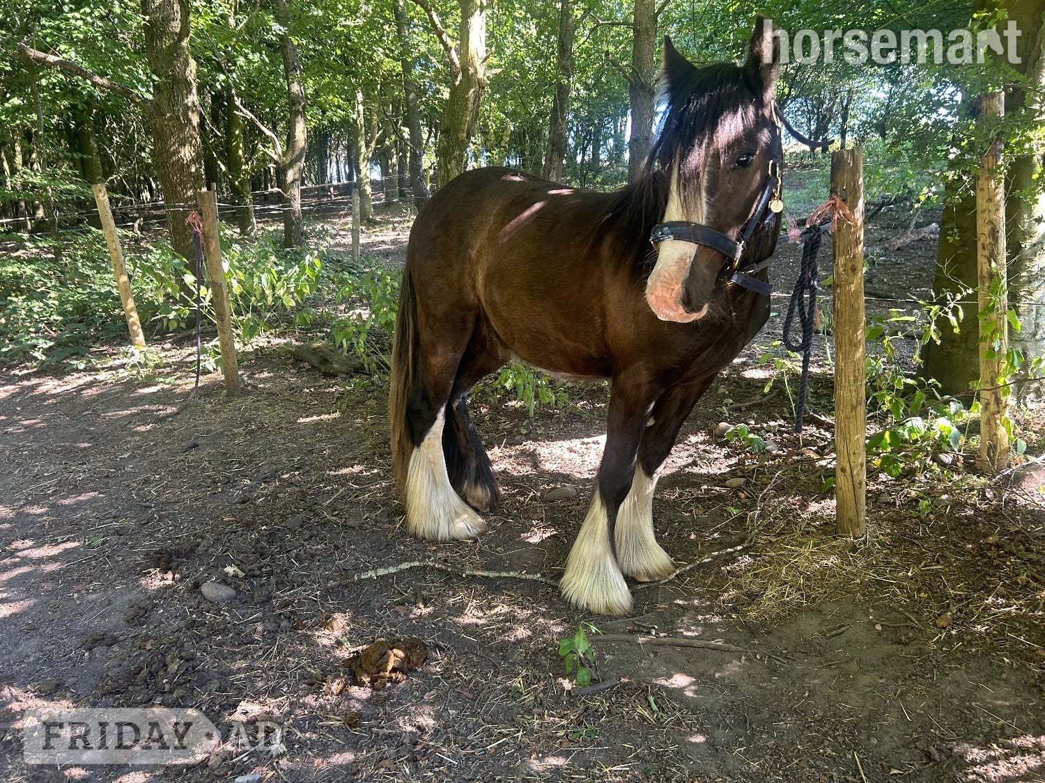 "Echo" Bay Gelding Youngstock / Foal - Horses in Cannock