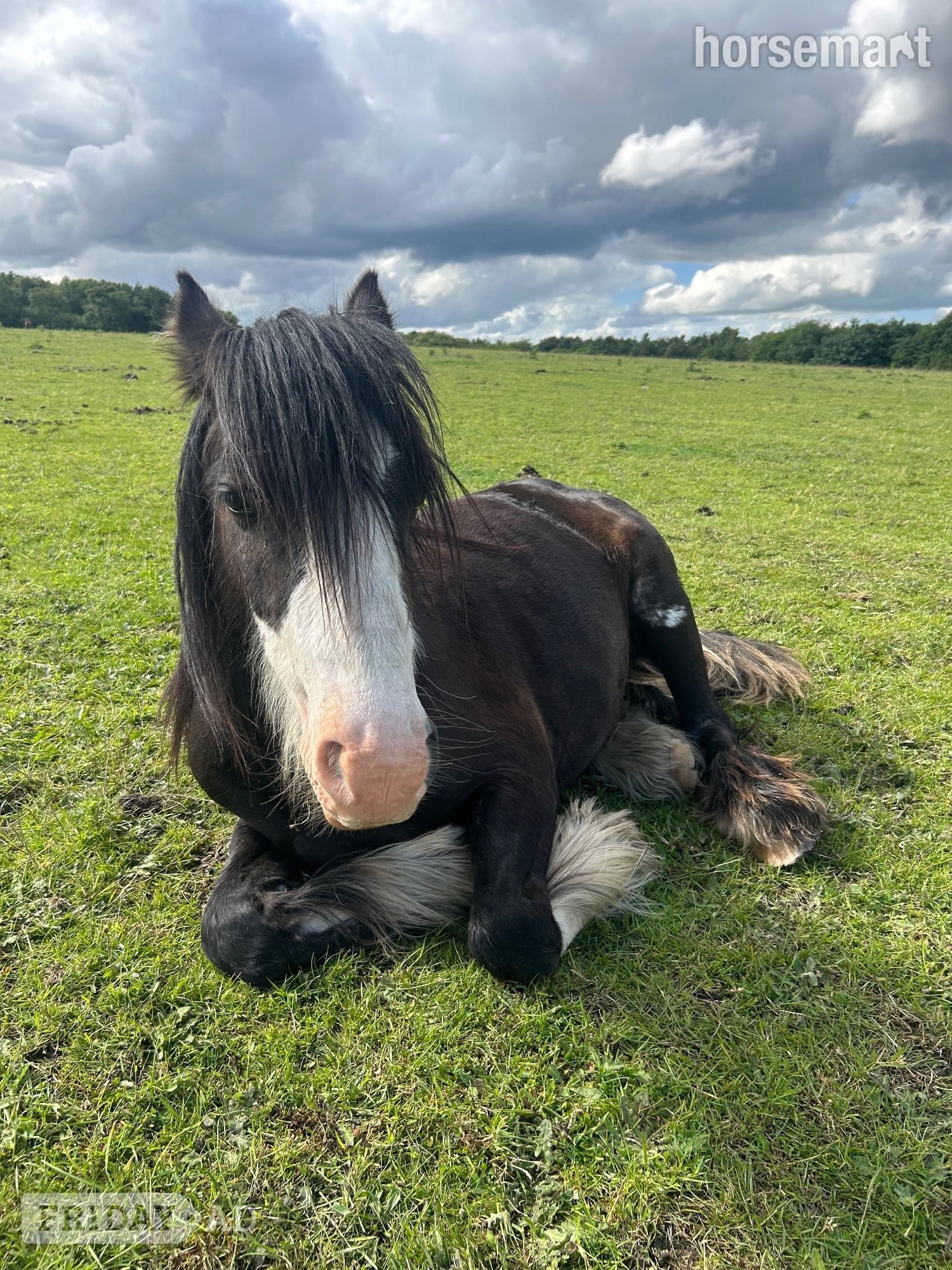 "Echo" Bay Gelding Youngstock / Foal - Horses