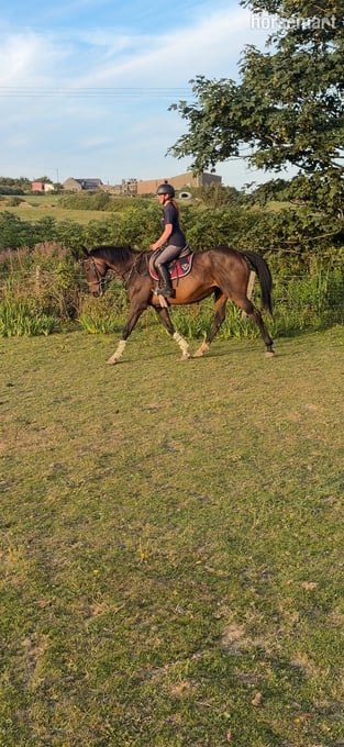 "Tilly" Bay Mare All Rounder