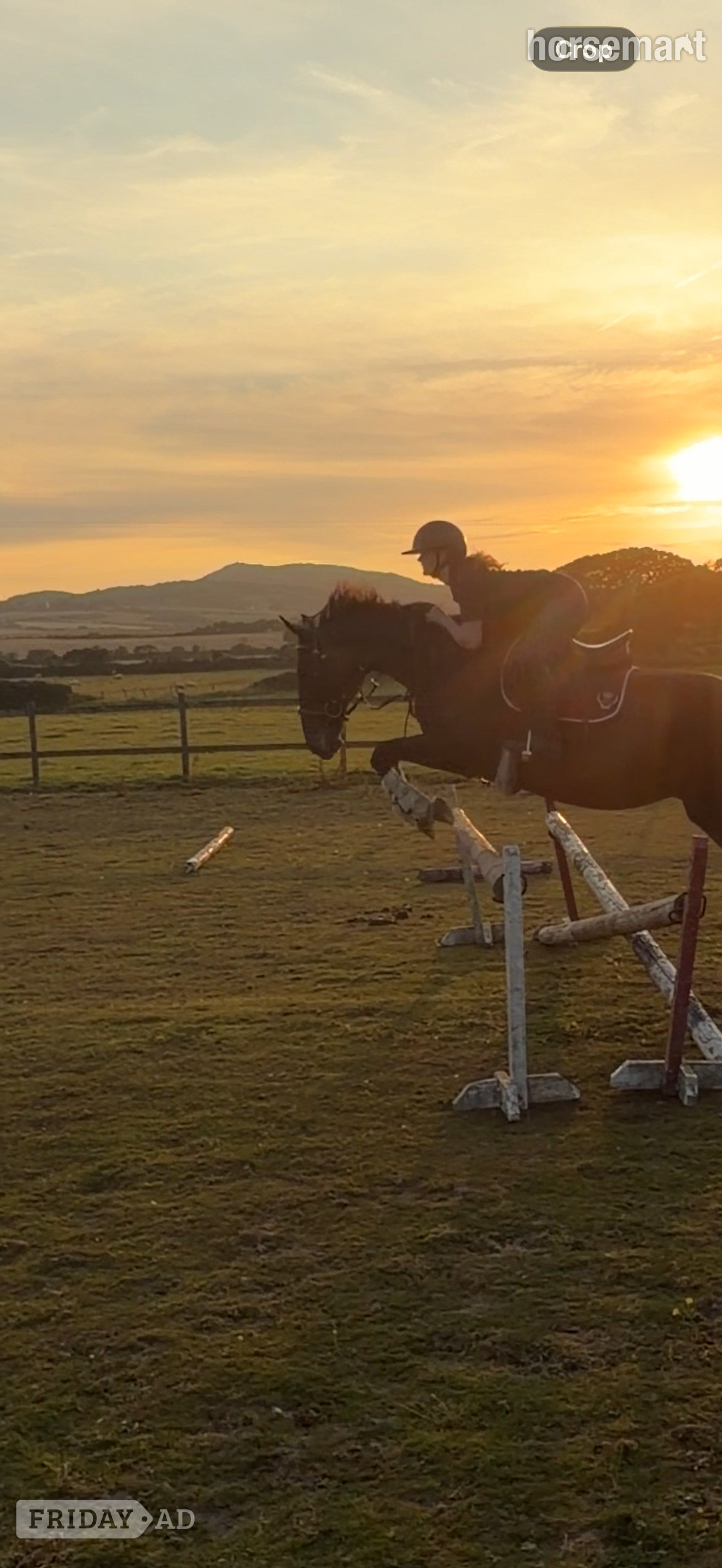 "Tilly" Bay Mare All Rounder