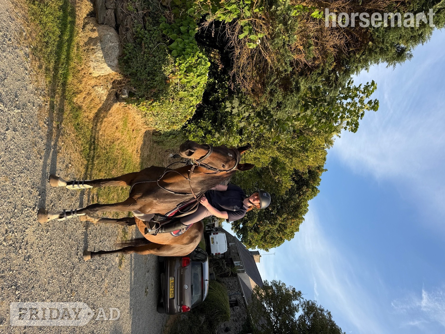 Cemaes "Tilly" Bay Mare All Rounder