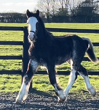 "Clydesdale x Cob " Blue Roan Colt Showing Horse