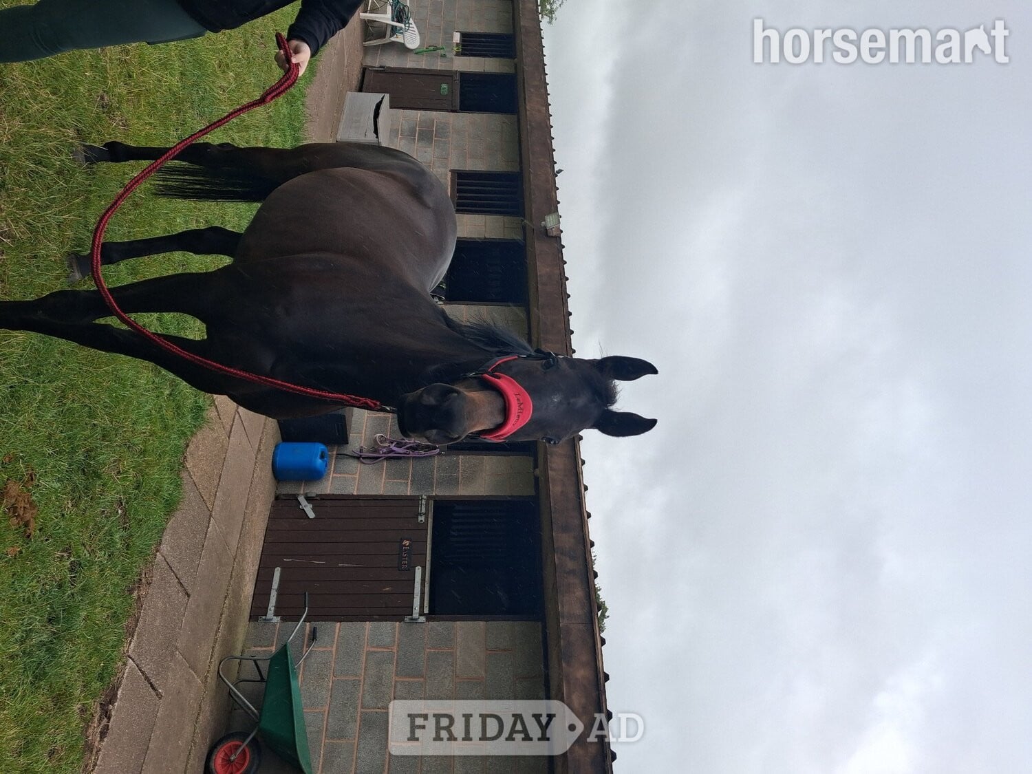 "Goodness gracious " Bay Mare All Rounder