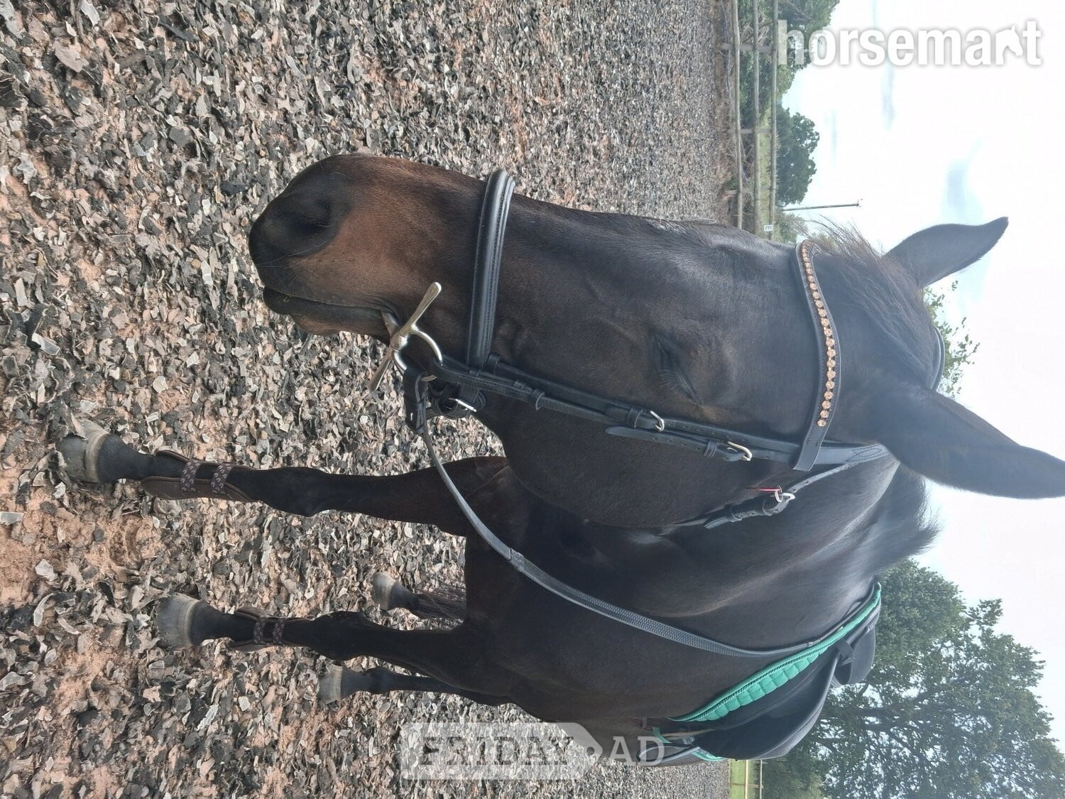 Kidderminster "Goodness gracious " Bay Mare All Rounder