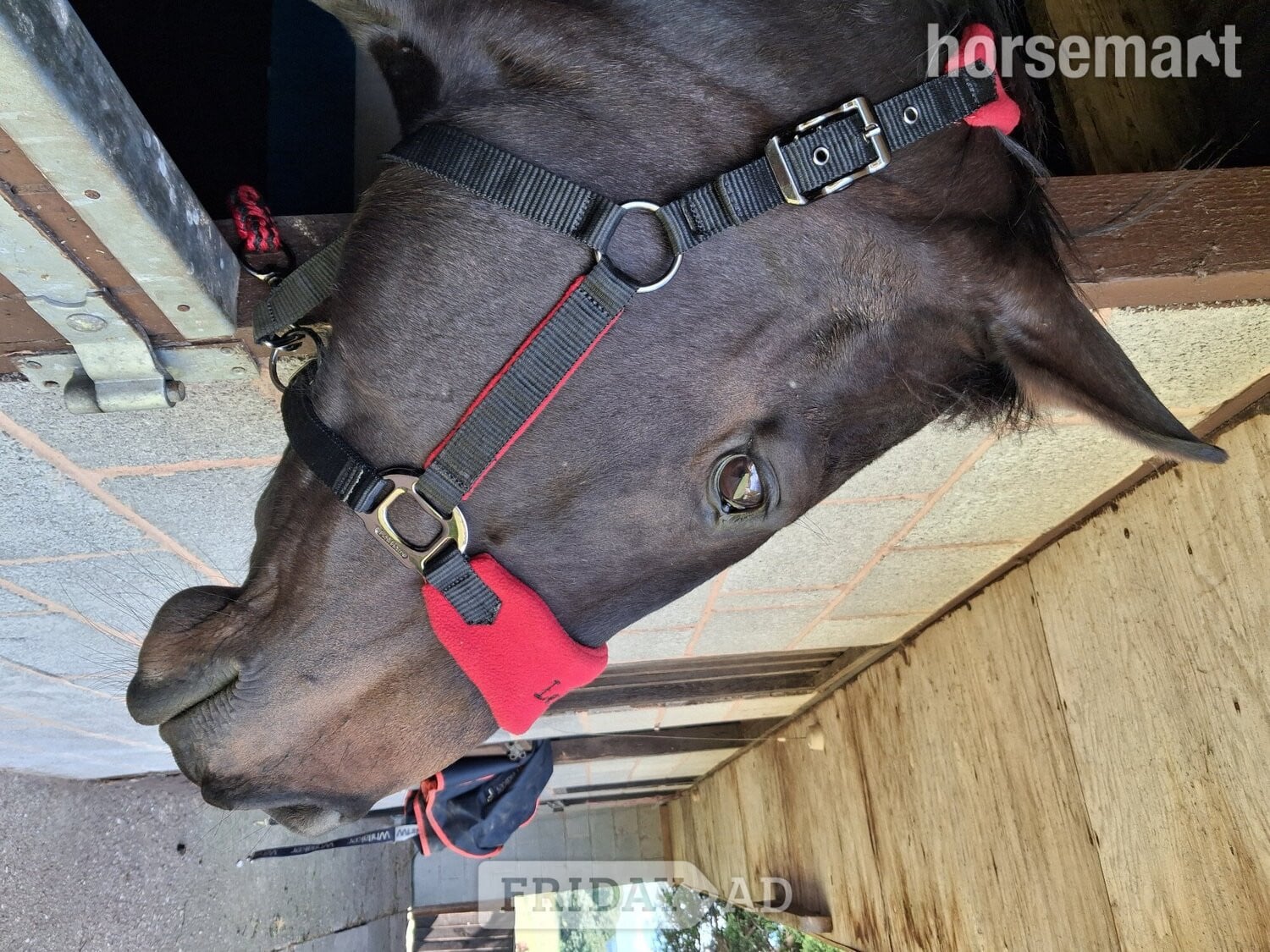 "Goodness gracious " Bay Mare All Rounder - Horses in Kidderminster