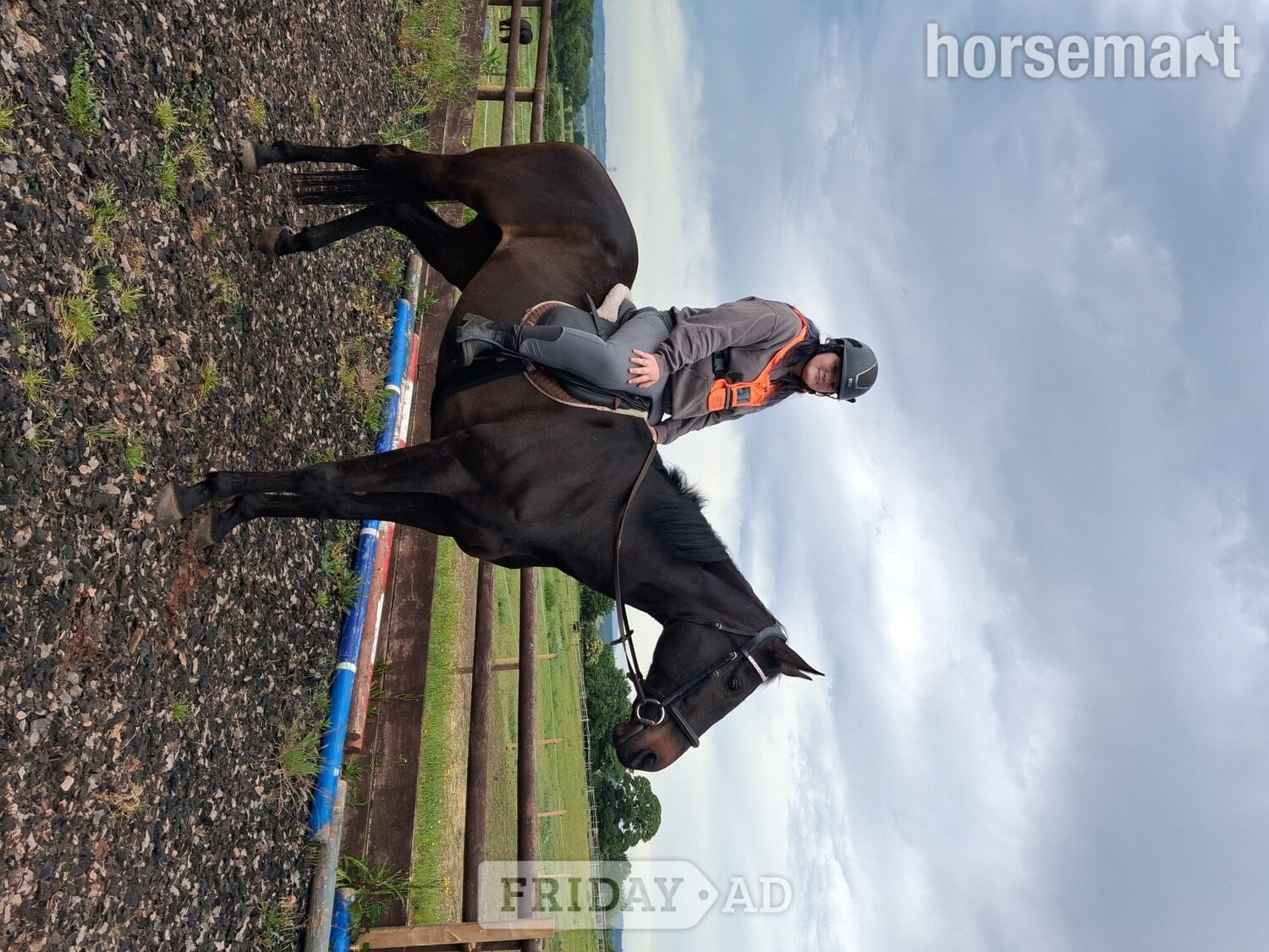 "Goodness gracious " Bay Mare All Rounder - Horses
