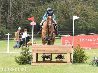 "Rupert" Bay Gelding All Rounder