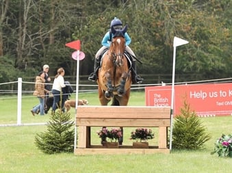 "Rupert" Bay Gelding All Rounder
