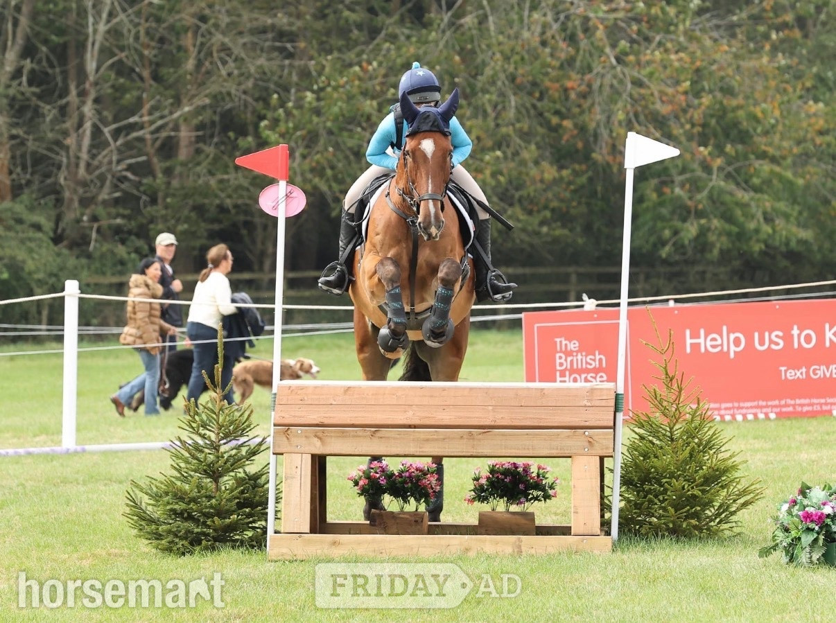 "Rupert" Bay Gelding All Rounder in Nottingham