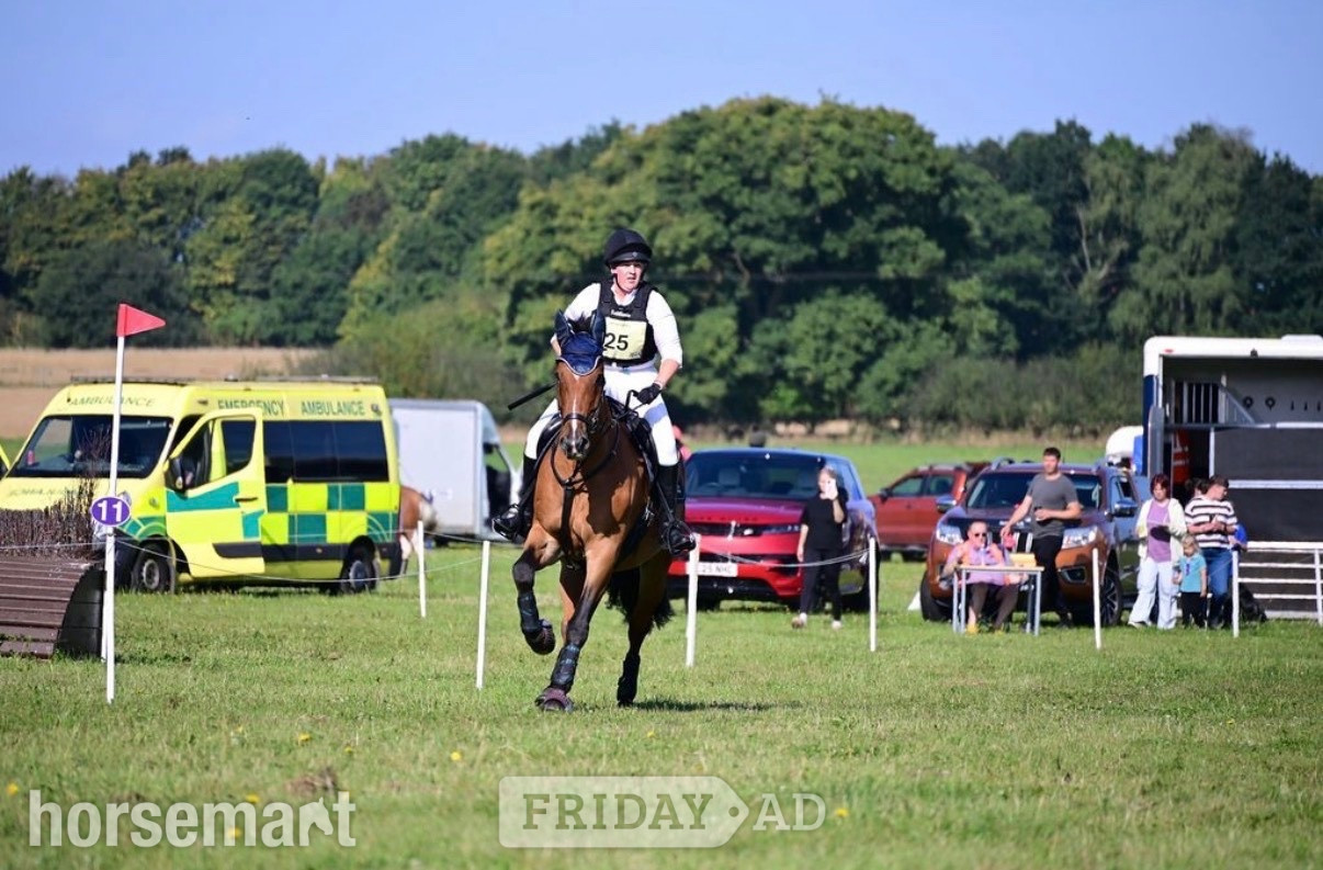 "Rupert" Bay Gelding All Rounder