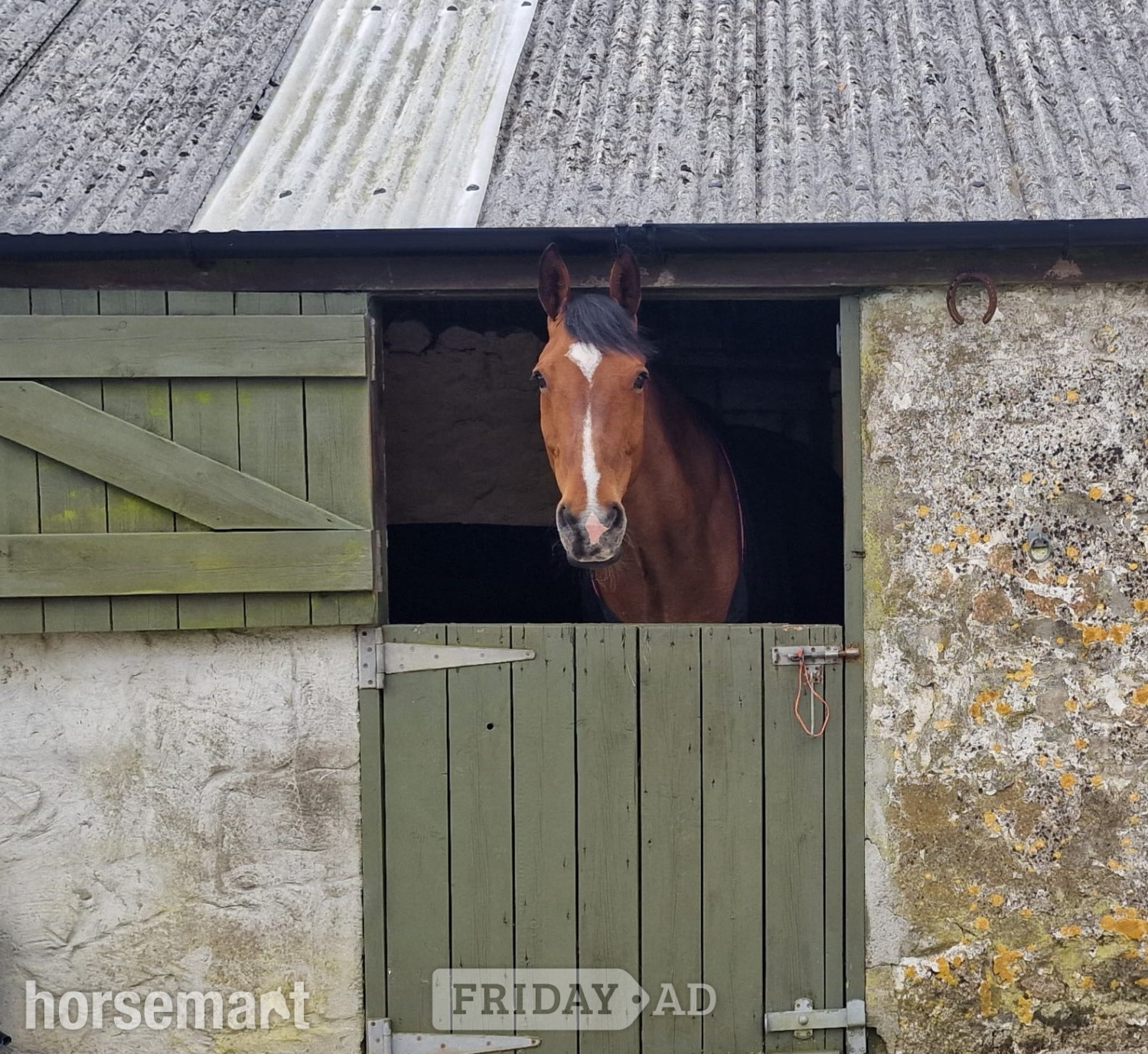 Nottingham "Rupert" Bay Gelding All Rounder