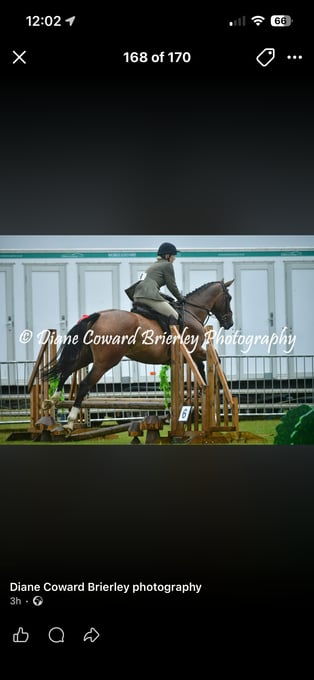 "John" Brown Gelding All Rounder
