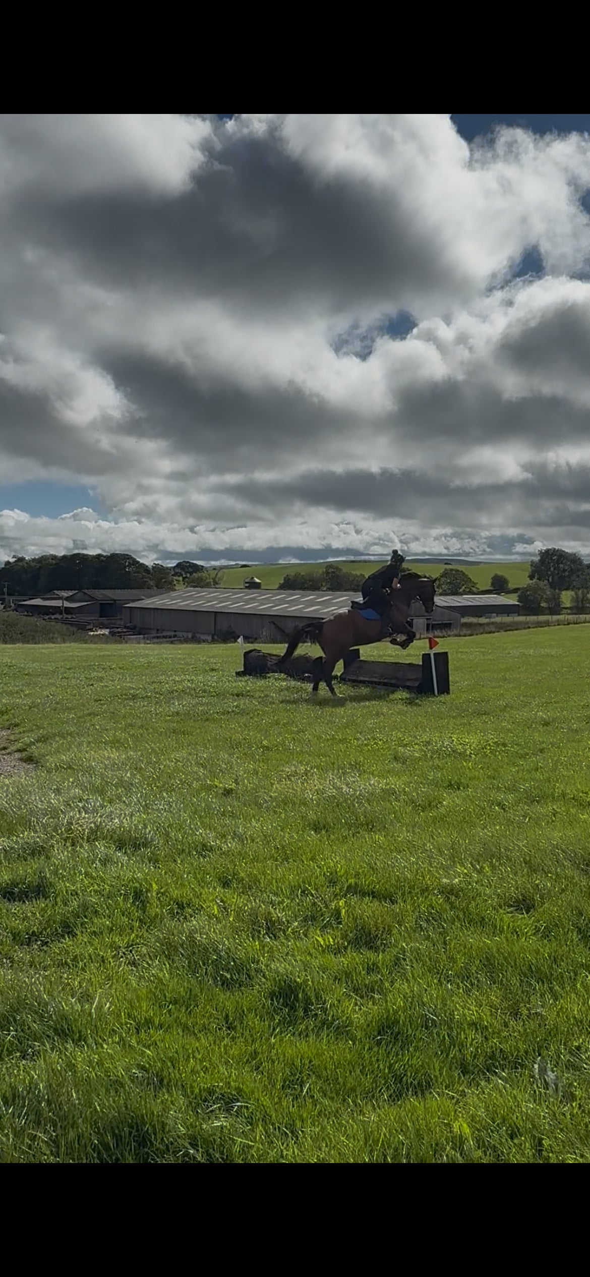 "John" Brown Gelding All Rounder