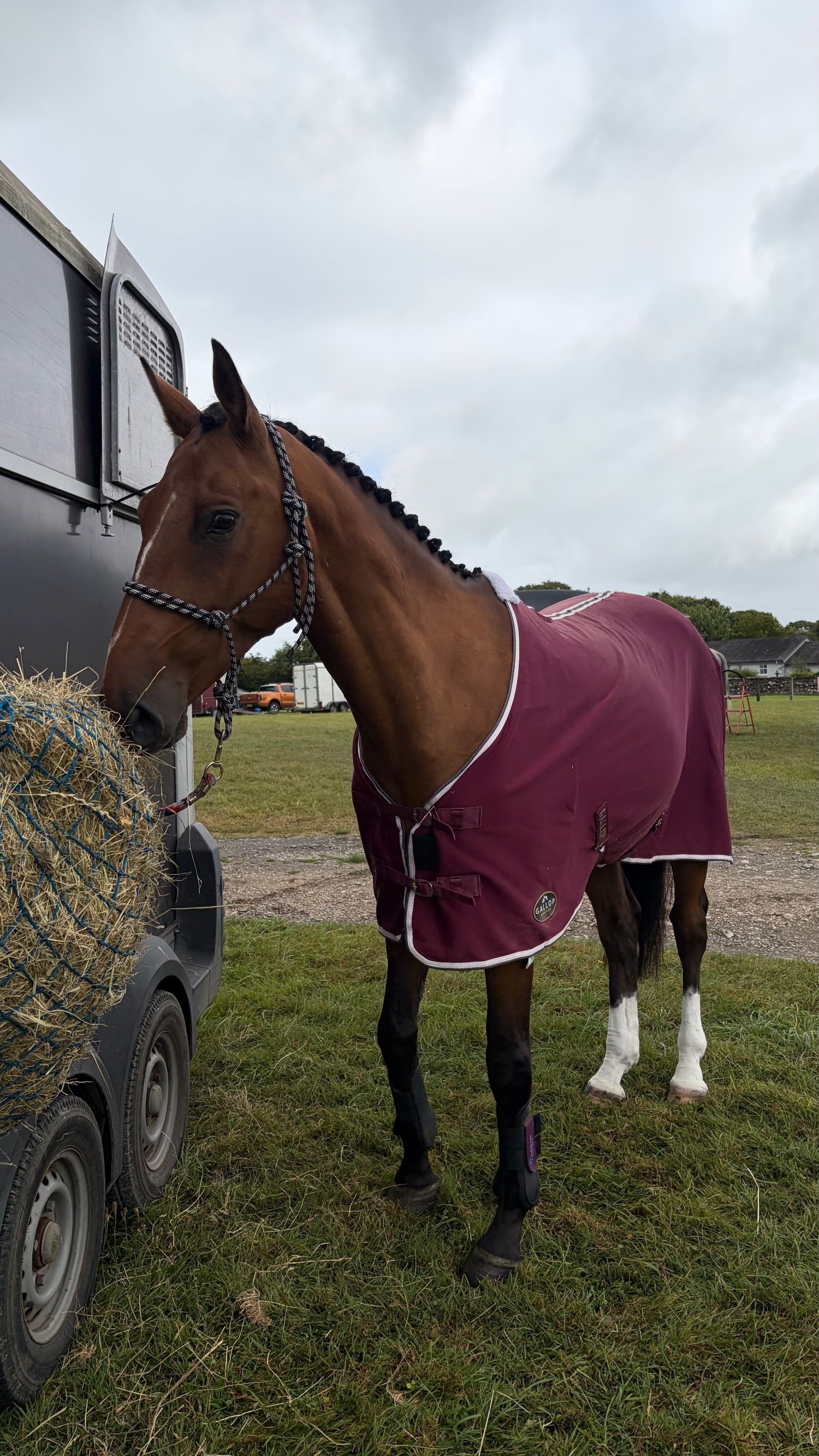 "John" Brown Gelding All Rounder - Horses in Grange