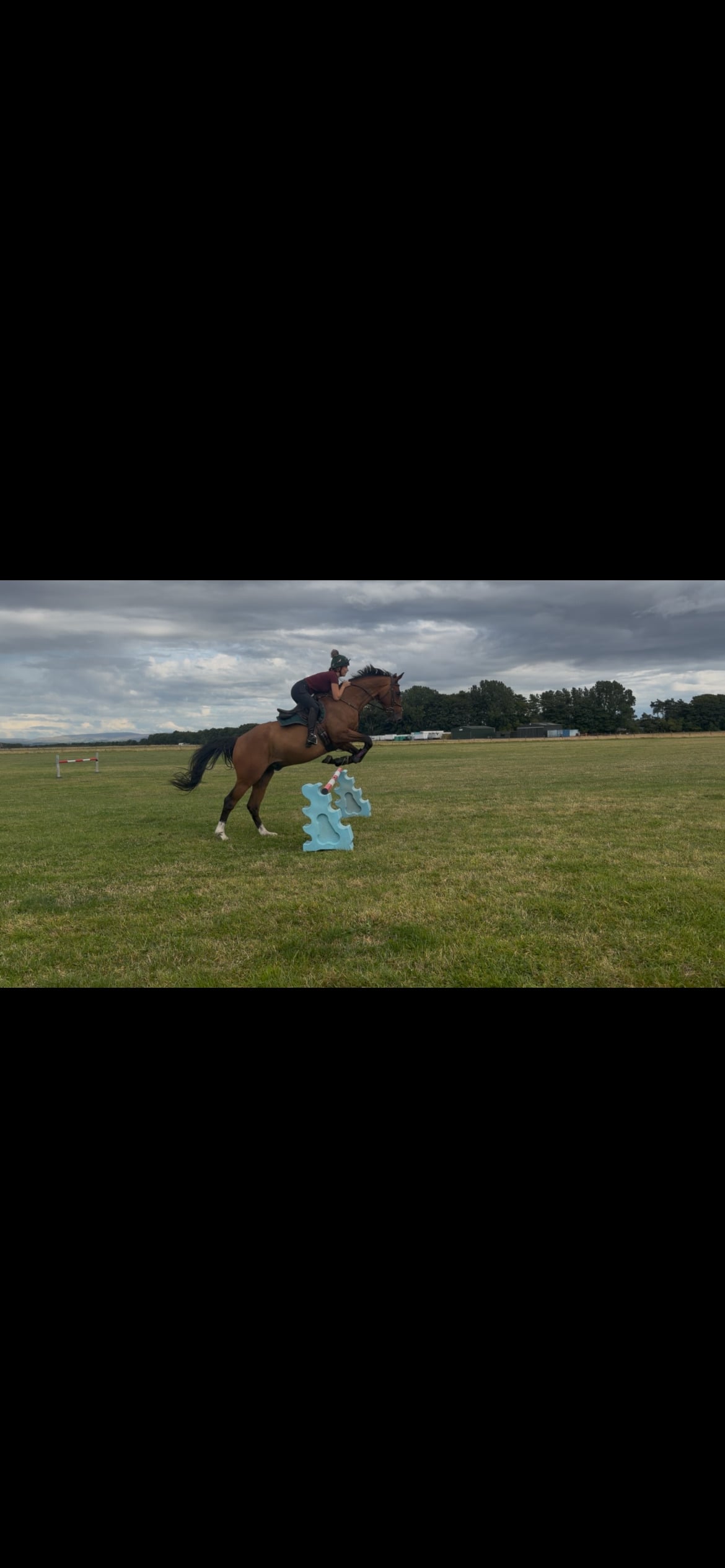"John" Brown Gelding All Rounder - Horses