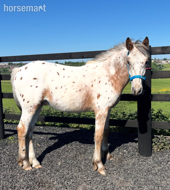 "Appaloosa " Leopard Spot Colt Young Sport Horse