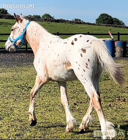 "Appaloosa " Leopard Spot Colt Young Sport Horse - Horses in Leeds