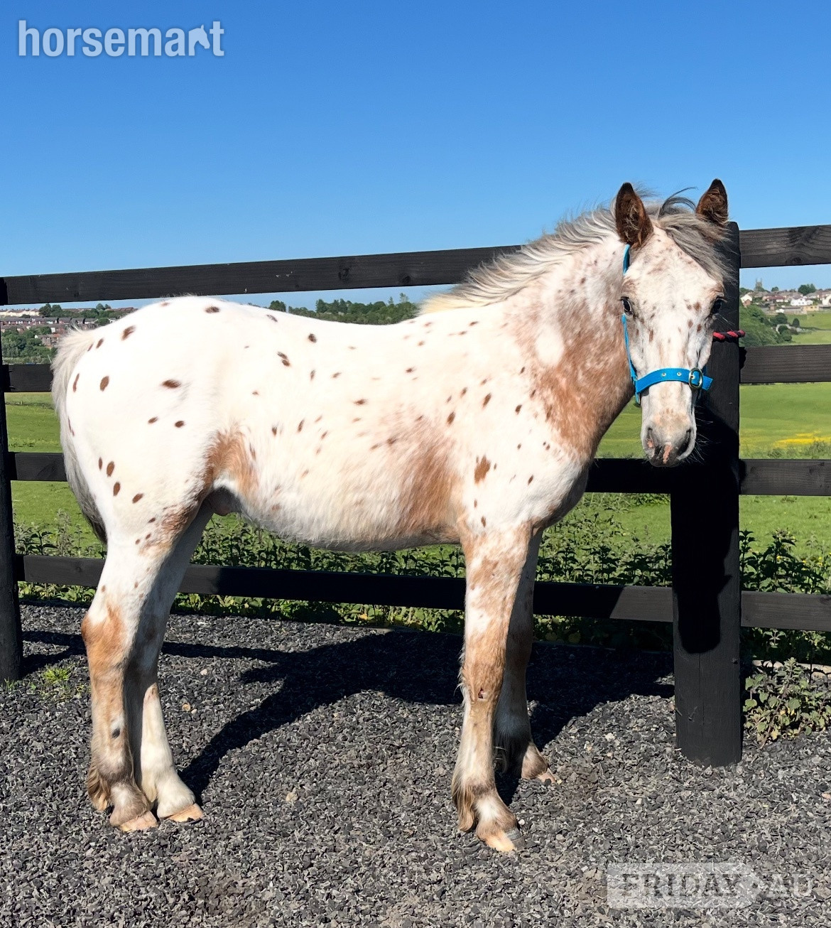 "Appaloosa " Leopard Spot Colt Young Sport Horse in Leeds