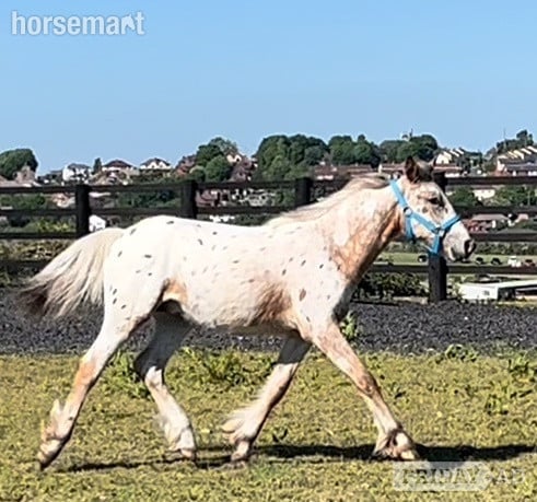 Leeds "Appaloosa " Leopard Spot Colt Young Sport Horse