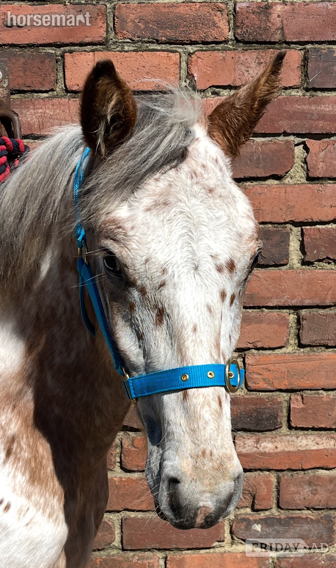 "Appaloosa " Leopard Spot Colt Young Sport Horse