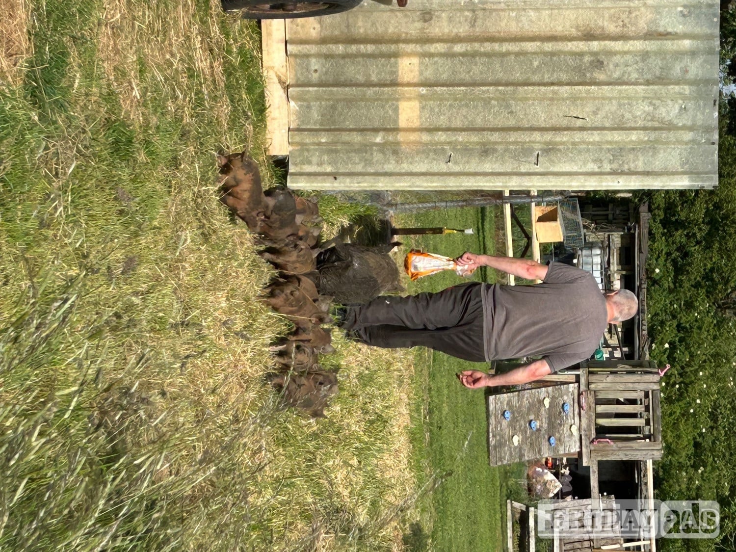 Juliana cross kune kune piglets  in Brigg