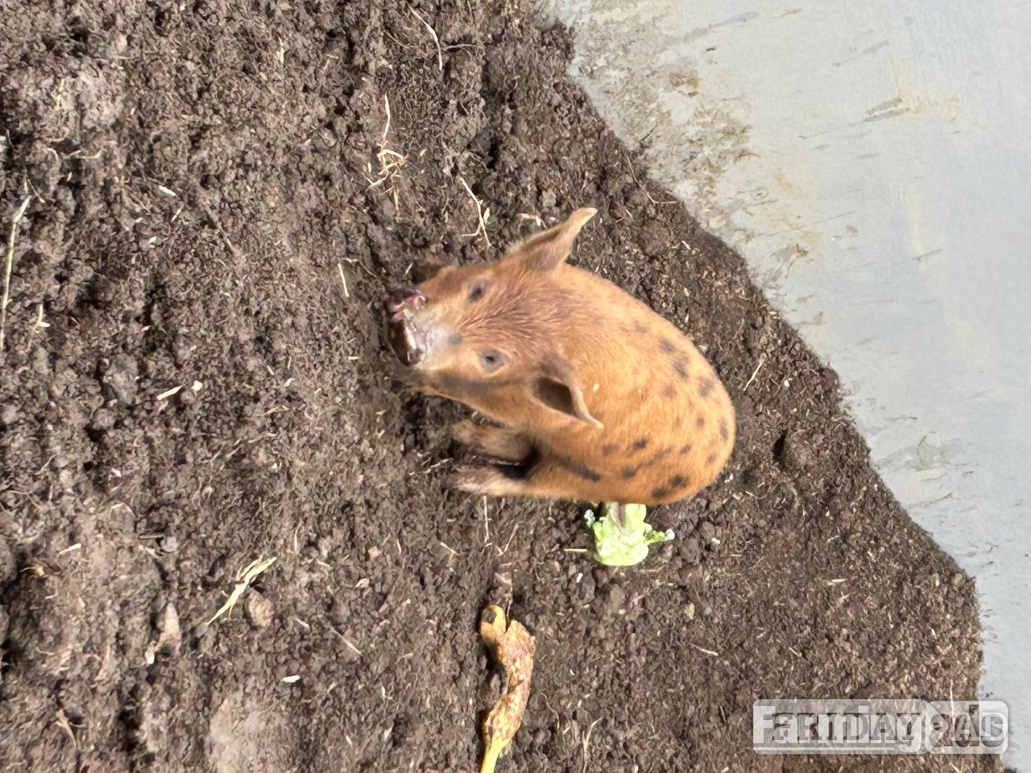 Juliana cross kune kune piglets  - Livestock in Brigg