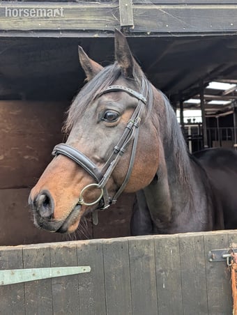 "Gru" Bay Gelding Ex Racehorse