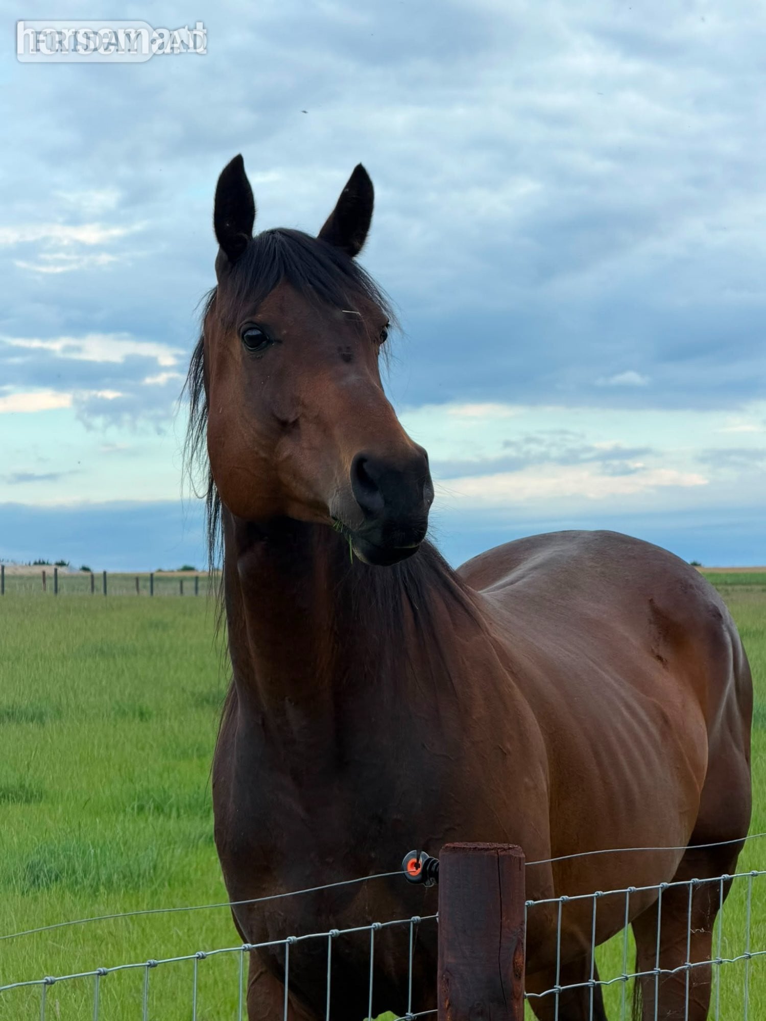 "Gru" Bay Gelding Ex Racehorse