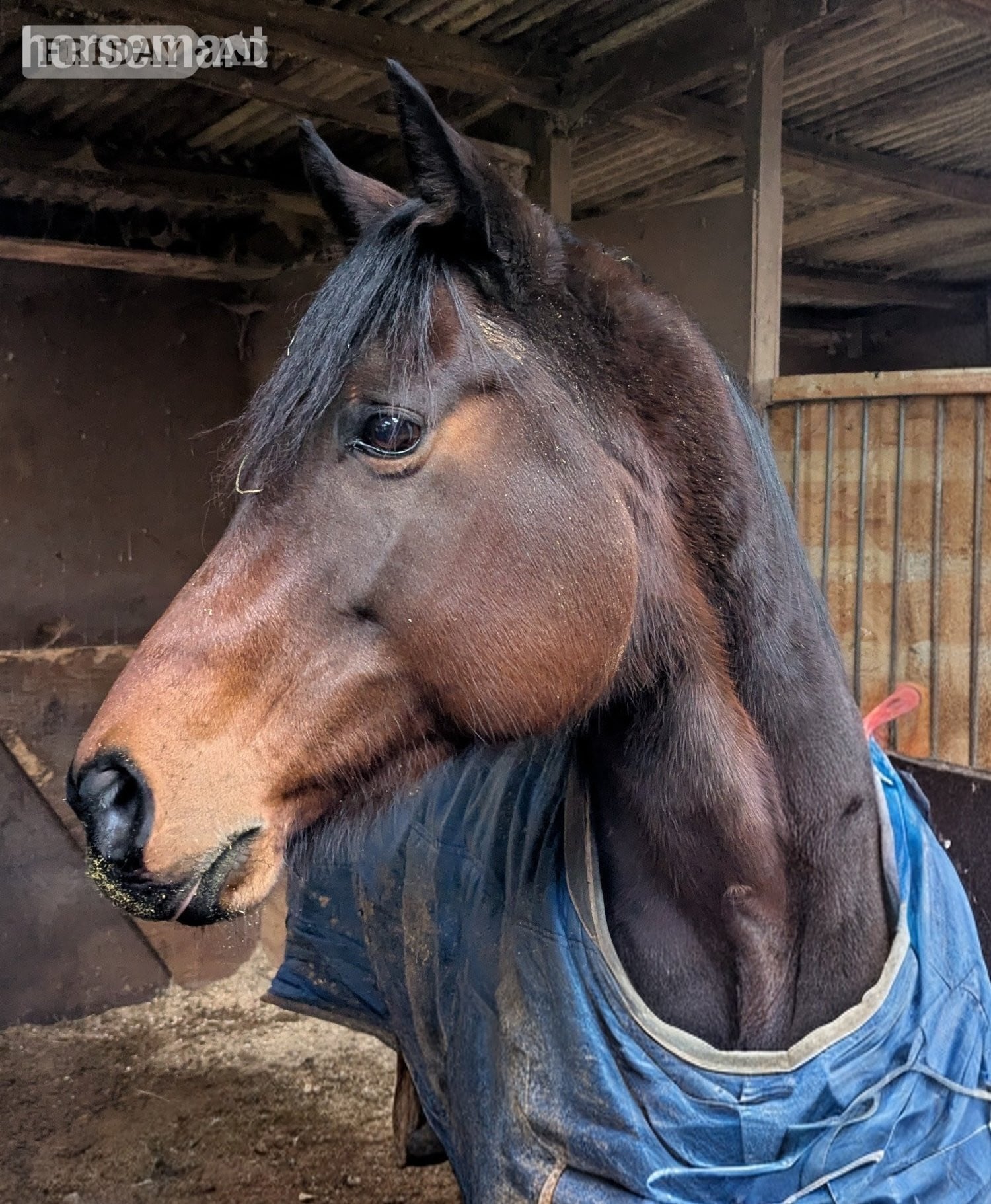 March "Gru" Bay Gelding Ex Racehorse