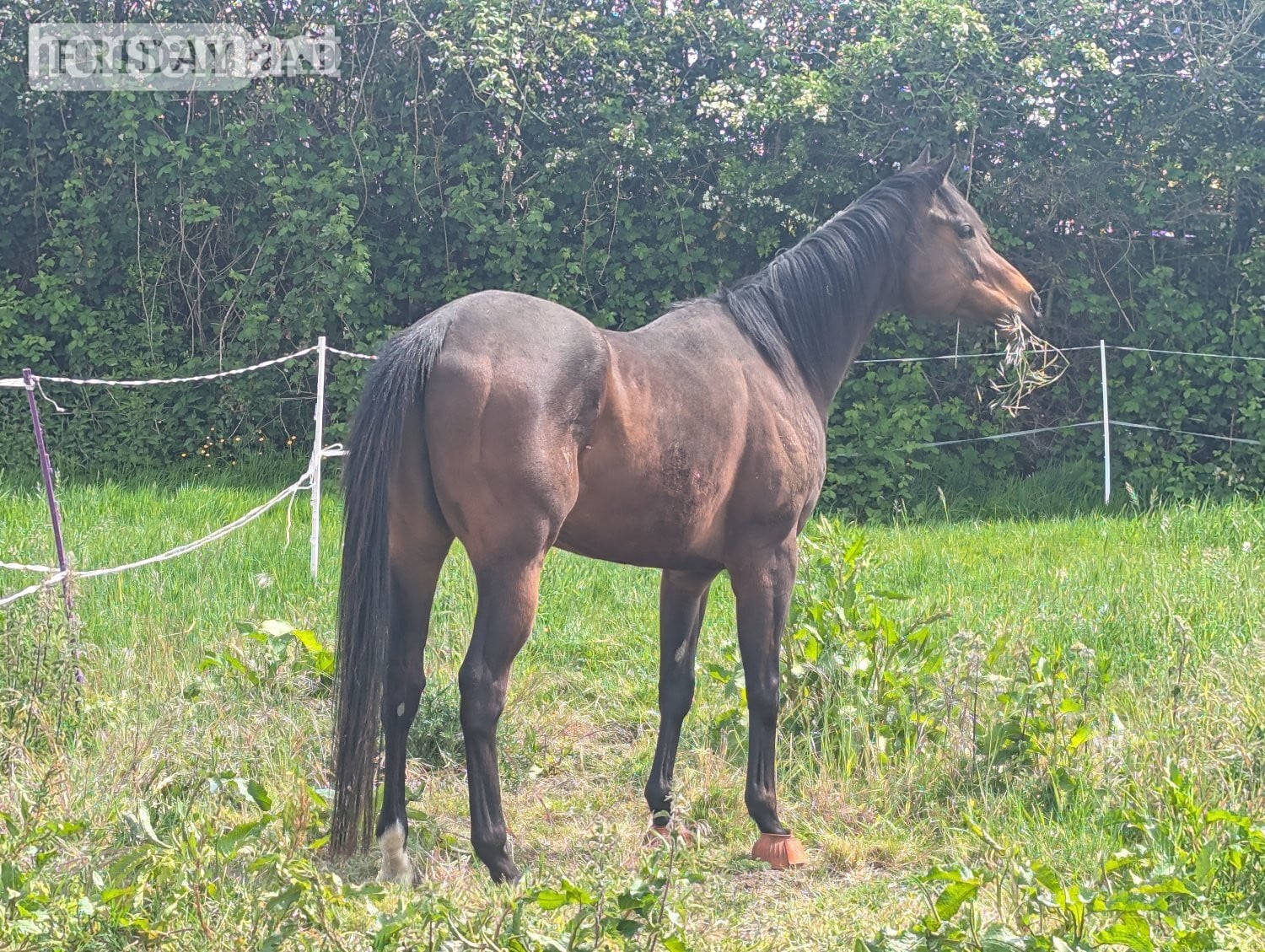 "Gru" Bay Gelding Ex Racehorse - Horses in March