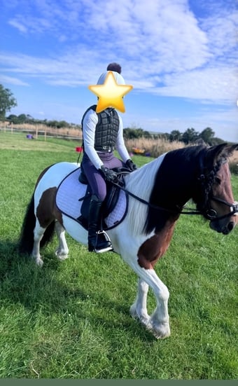 "Annie " Skewbald Mare Cob/Heavy Horse