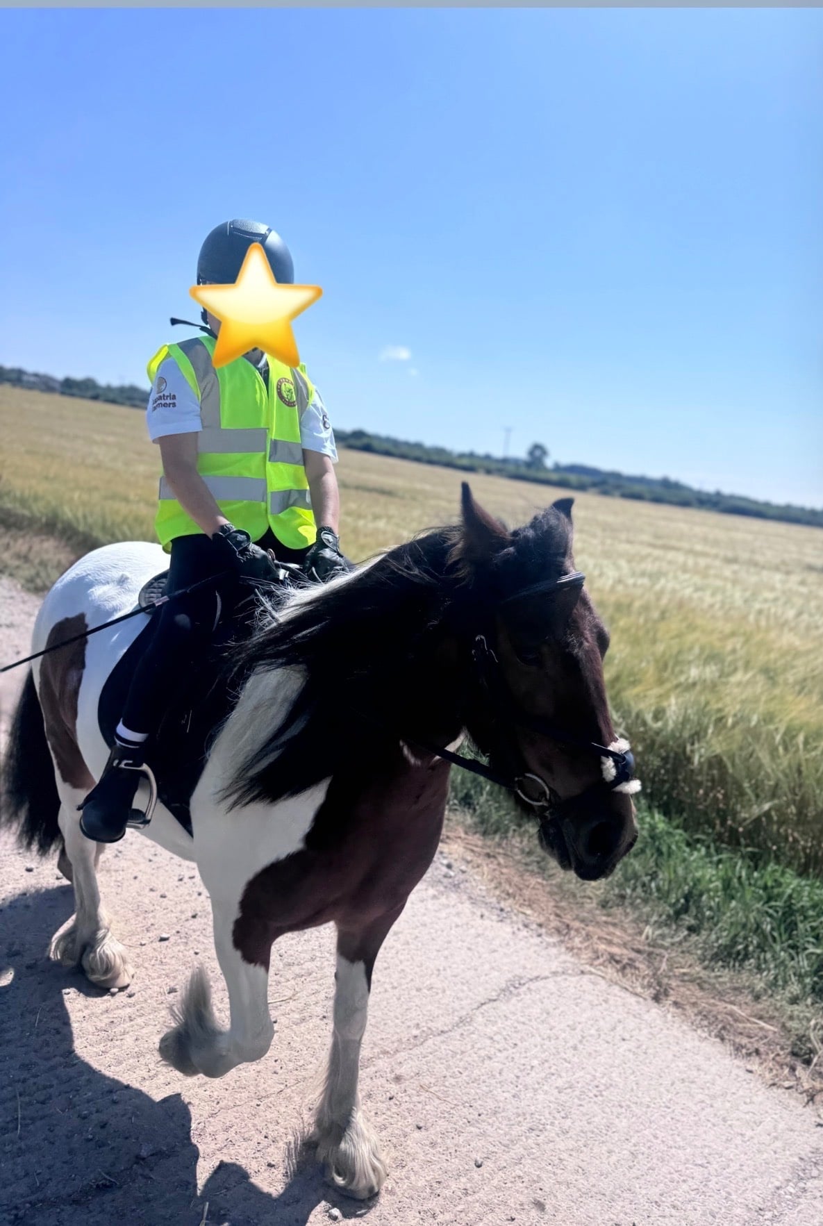 "Annie " Skewbald Mare Cob/Heavy Horse