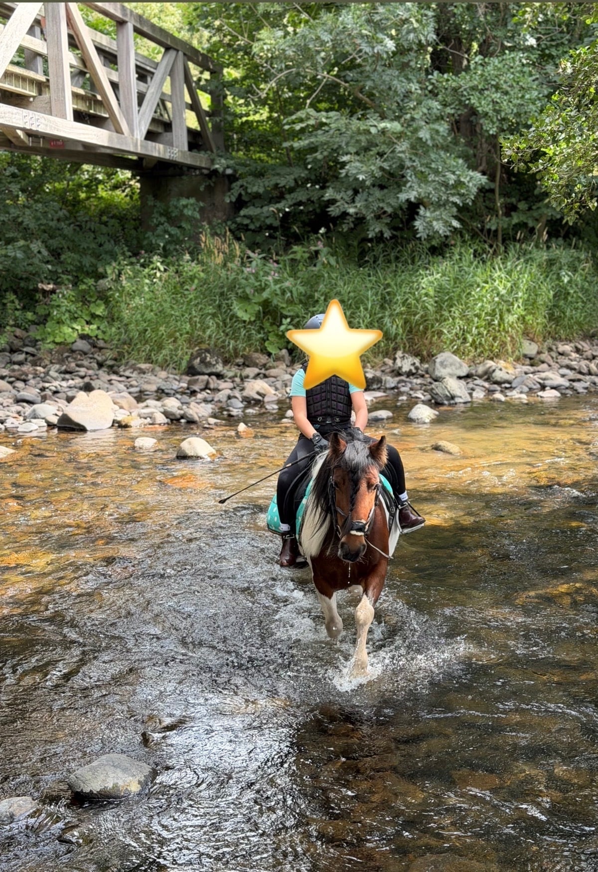 Carlisle "Annie " Skewbald Mare Cob/Heavy Horse