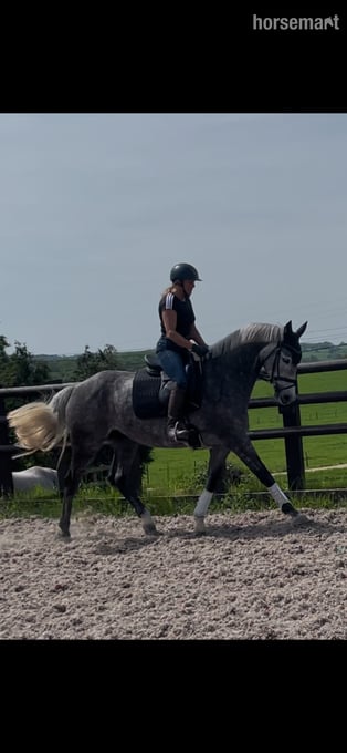 "Kardi" Dapple Grey Mare All Rounder