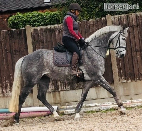 "Kardi" Dapple Grey Mare All Rounder - Horses