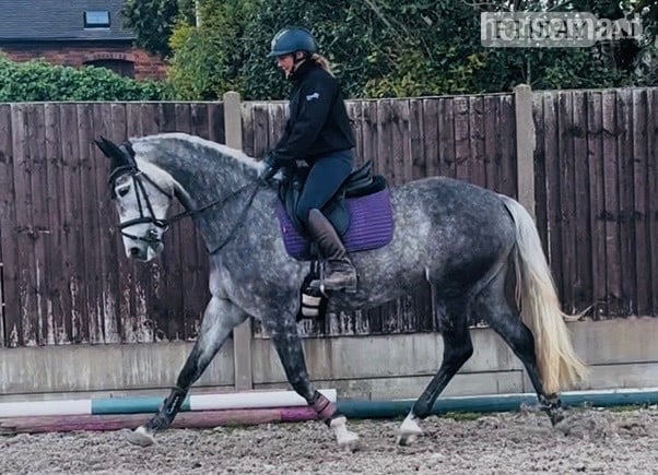 "Kardi" Dapple Grey Mare All Rounder - Horses in Stoke