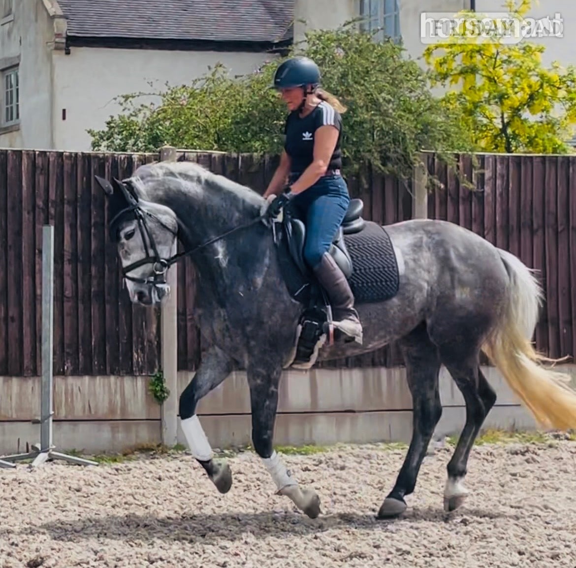 "Kardi" Dapple Grey Mare All Rounder