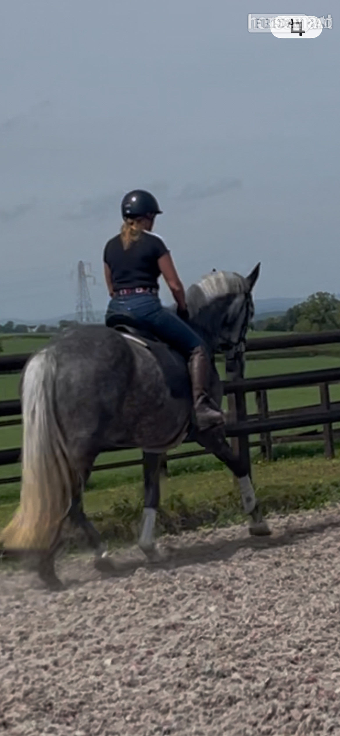 Stoke "Kardi" Dapple Grey Mare All Rounder