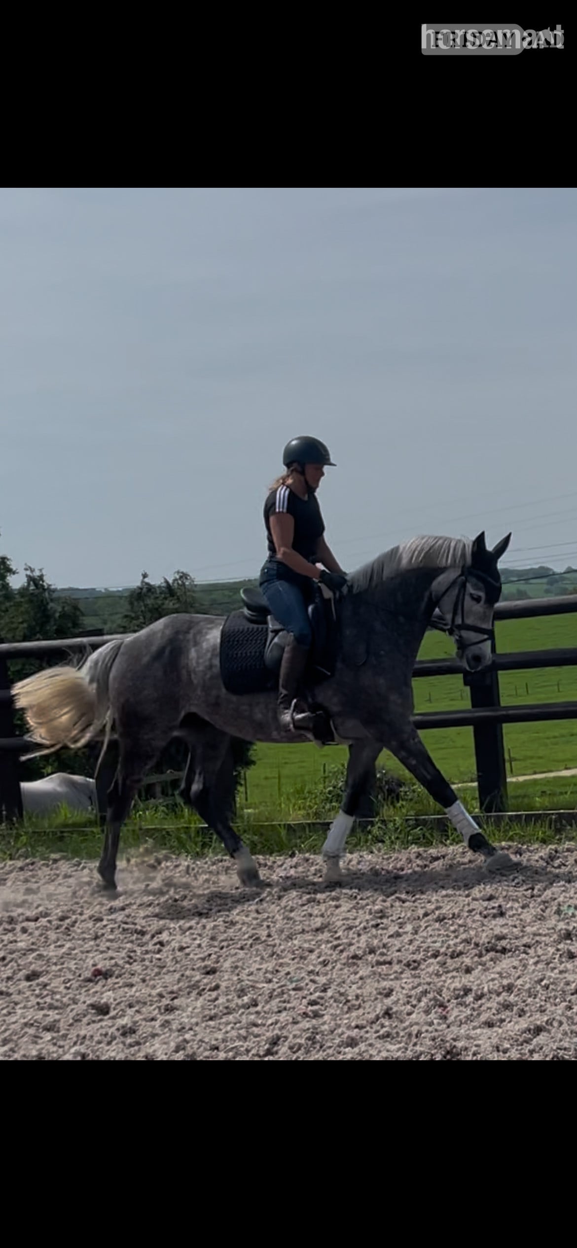 "Kardi" Dapple Grey Mare All Rounder in Stoke
