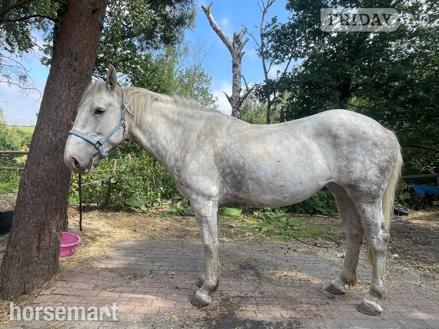 "Homestons Amber Gracie" Grey Mare Happy Hacker in Nottingham