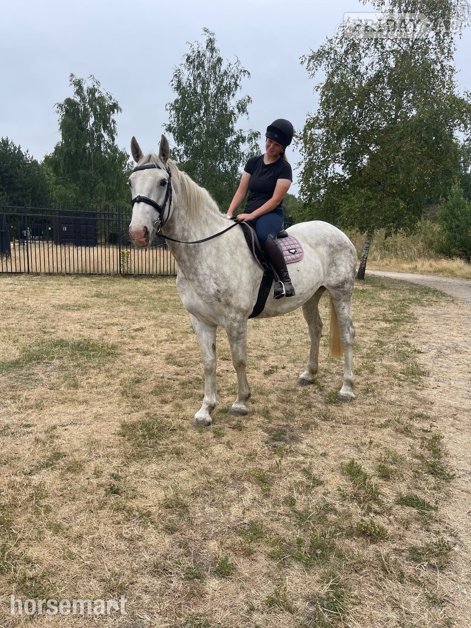 "Homestons Amber Gracie" Grey Mare Happy Hacker