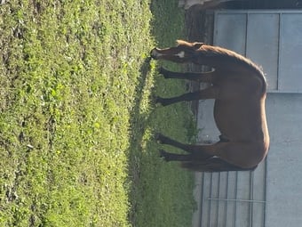 "Rio" Bay Gelding Youngstock / Foal