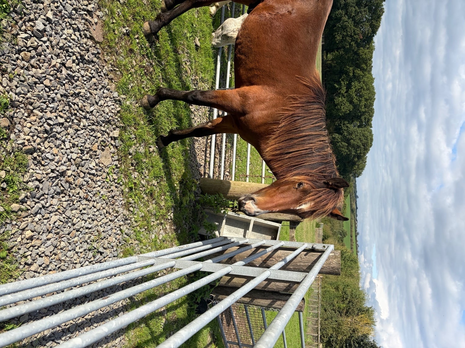 "Rio" Bay Gelding Youngstock / Foal