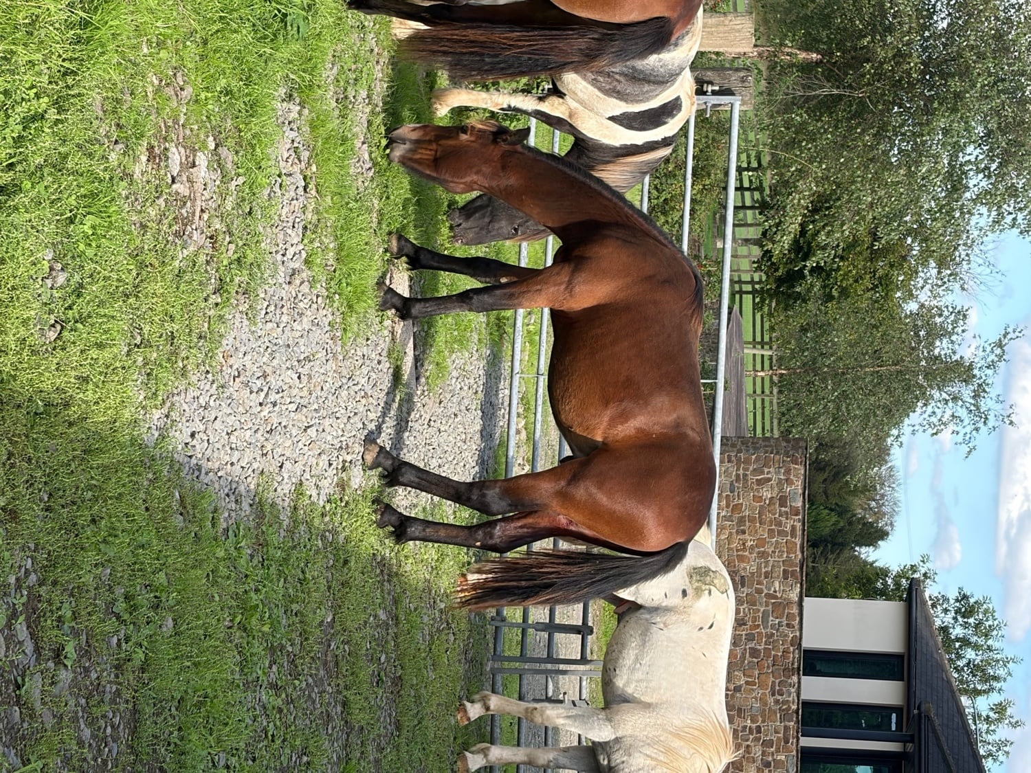 Meeth "Rio" Bay Gelding Youngstock / Foal