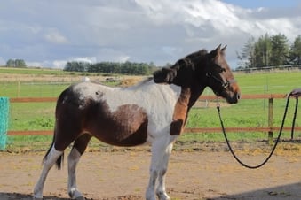 "Polony" Coloured Gelding Coloured