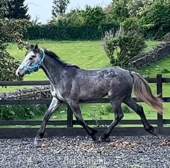 "Registered Irish Draught" Dapple Grey Filly Young Sport Horse