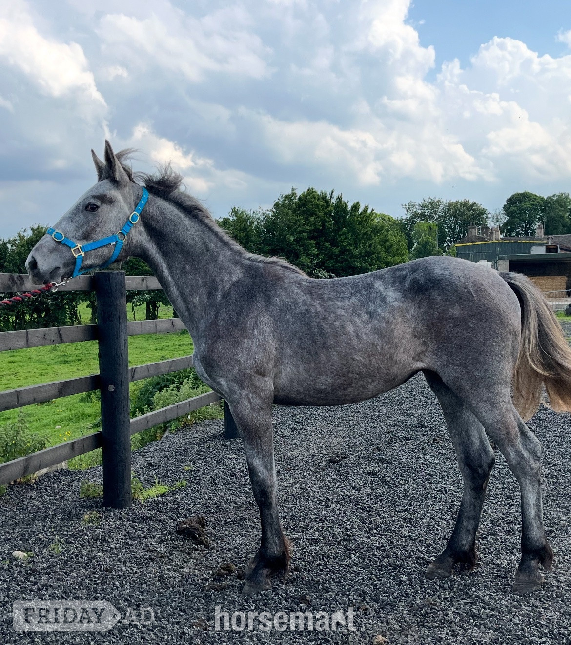 "Registered Irish Draught" Dapple Grey Filly Young Sport Horse